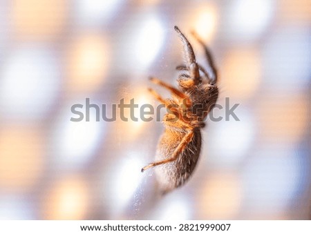 A tiny jumping spider clings to a transparent glass surface, illuminated by warm natural light with a beautifully blurred background.