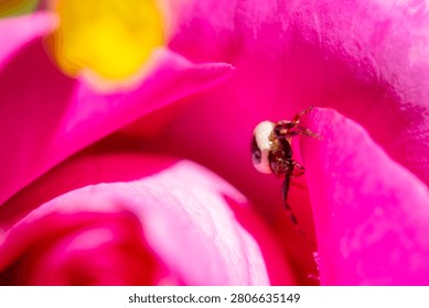 Tiny jumping spider exploring a bright pink rose petal, capturing magnified detail and natural beauty in a vibrant macro composition