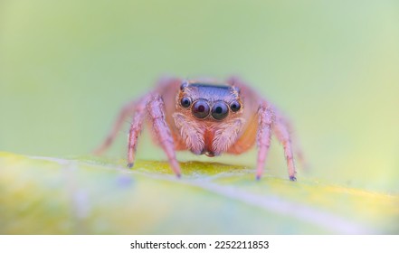 Tiny jumping spider from high magnification extreme macro photography