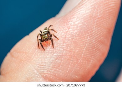 Tiny jumping spider on finger