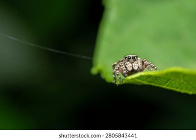 Tiny jumping spider on green leaf macro