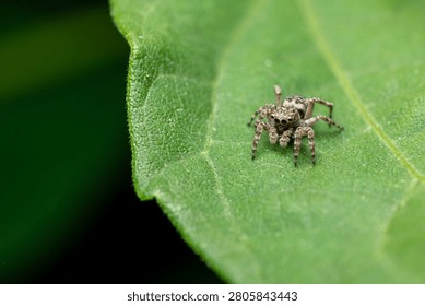 Tiny jumping spider on green leaf macro