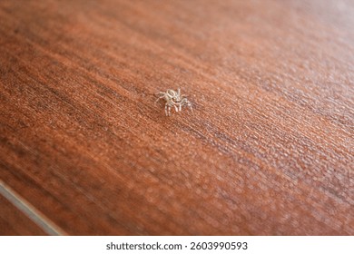 A tiny jumping spider on a textured wooden surface. Its delicate legs and detailed body stand out against the rough background. A perfect macro shot capturing the beauty of small creatures.