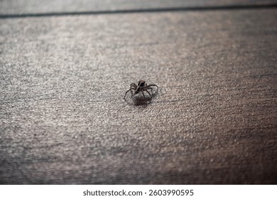 A tiny jumping spider on a textured wooden surface. Its delicate legs and detailed body stand out against the rough background. A perfect macro shot capturing the beauty of small creatures.