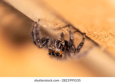 A tiny jumping spider peeks from beneath a wooden surface, revealing its striking eyes and intricate body details in a natural setting.