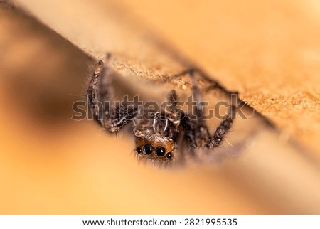 A tiny jumping spider peeks from beneath a wooden surface, revealing its striking eyes and intricate body details in a natural setting.