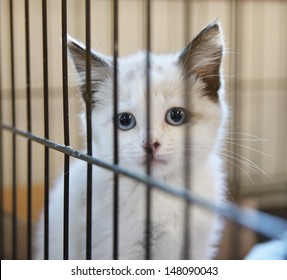 A Tiny Kitten In An Animal Shelter, Waiting For A Home