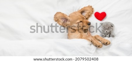 Tiny kitten and cozy English Cocker spaniel puppy sleep together under white warm blanket on a bed at home with red heart. Top down view. Empty space for text
