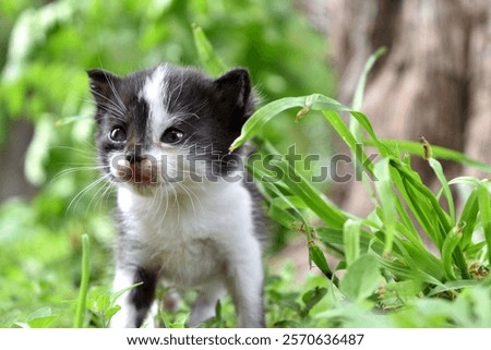 Tiny kitten exploring the backyard