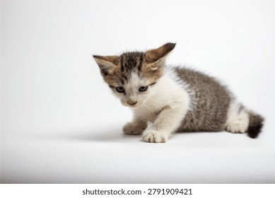 Tiny kitten with soft gray and white fur rests on white surface. Eyes wide and curious, it gazes upward attentively. Still, alert, and innocent, it embodies youthful charm. Ideal for themes of purity