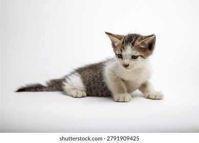 Tiny kitten with soft gray and white fur rests on white surface. Eyes wide and curious, it gazes upward attentively. Still, alert, and innocent, it embodies youthful charm. Ideal for themes of purity