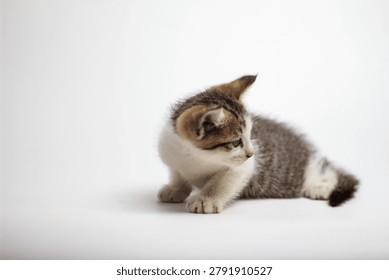 Tiny kitten with soft gray and white fur rests on white surface. Eyes wide and curious, it gazes upward attentively. Still, alert, and innocent, it embodies youthful charm. Ideal for themes of purity