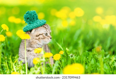 Tiny kitten wearing knitted hat stands on dandelion lawn and looks away on empty space
