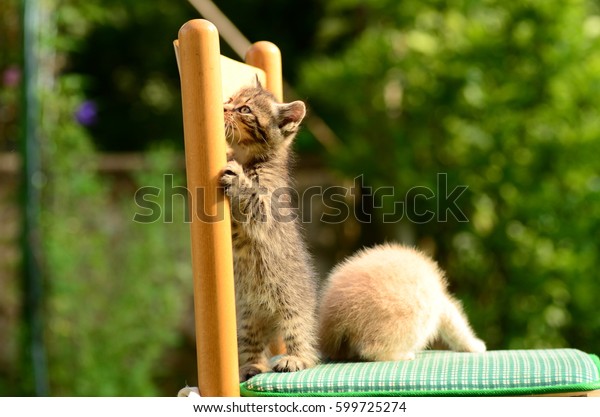 Tiny Kittens Playing On Chair Garden Stock Photo (Edit Now) 599725274