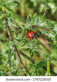 tiny Lady bug takes a walk along a branch of a green bush with a lush green bokeh background—growing in the golden sunshine on a peaceful summer meadow, awakening nature, Real picture,  peaceful still life, romantic portrait,  spring, summer, calm location,  vibrant image, energy, sun, light, close up