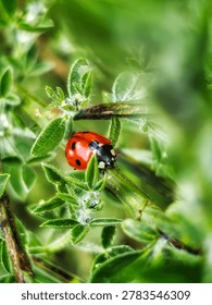tiny Lady bug taking a walk, hiding Bedingungen green leaves, Real picture,  romantic portrait, peaceful still life,  vibrant picture,  calm location,  peace, sun, energy, light, green, bokeh texture background,  spring, summer, awakening nature,  luxury