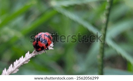 A tiny ladybug with bright red wings and black spots perches on a blade of dry grass.