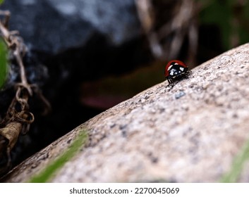 tiny ladybug on a large rock