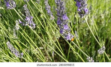 Tiny ladybug on purple lavender
