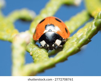 Tiny ladybug perches on green branch. Black spots contrast bright red shell. Blue sky forms soft background. Nature's delicate beauty captured close-up. Ideal for garden, ecology, or wildlife themes
