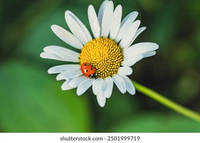 A Tiny Ladybug Resting on a Delicate Daisy in the Summer Sun