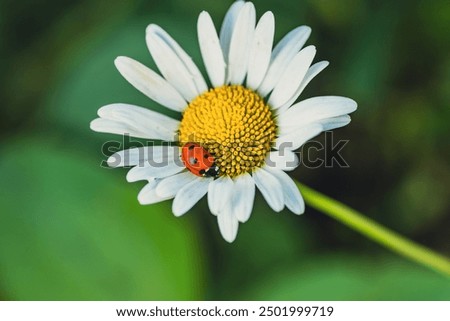 A Tiny Ladybug Resting on a Delicate Daisy in the Summer Sun