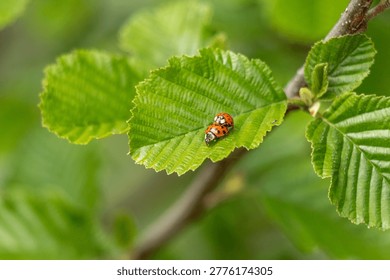 Tiny ladybug rests on vibrant green leaf. Leaf edges curl softly, catching morning light. Branches frame the scene with natural texture. Ladybug's spots gleam subtly against leaf surface