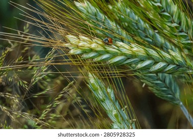 A tiny ladybug rests on a vibrant green wheat stalk, surrounded by delicate strands of grass in a sun-drenched field