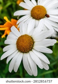 A tiny ladybug rests on the white petals of a daisy, surrounded by other flowers and green foliage