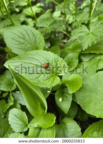 Tiny Ladybug Sitting on a Green Leaf