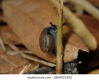 Tiny Land Snail Crawling on Dry Fallen Leaf