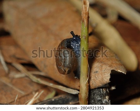 Tiny Land Snail Crawling on Dry Fallen Leaf