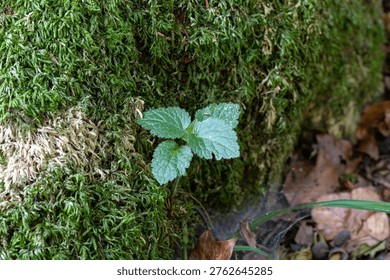 Tiny leaf emerges from thick mossy ground. Soft green hues glow in forest shadows. New life thrives where ancient moss blankets earth. Natural quietness fills the forest floor scene