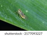 Tiny leafhopper - Laodelphax striatellus on a corn leaf.