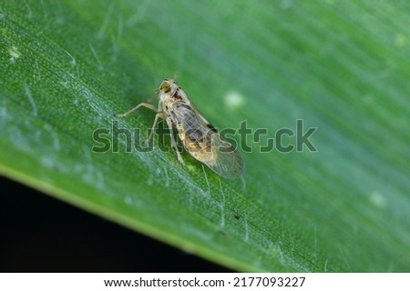 Tiny leafhopper - Laodelphax striatellus on a corn leaf.