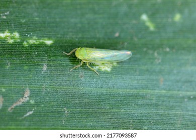 Tiny leafhopper on a corn leaf.