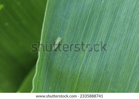 Tiny leafhopper on a corn, maize leaf.
