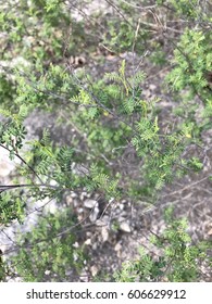 Tiny Leaves