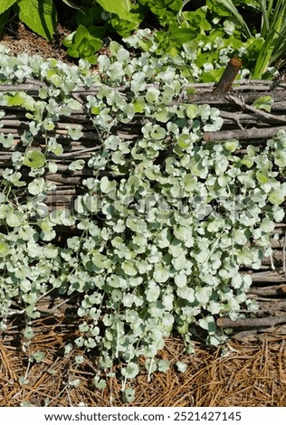 The tiny leaves of Dichondra Argentea 'Silver Falls' trailing down the stick garden border