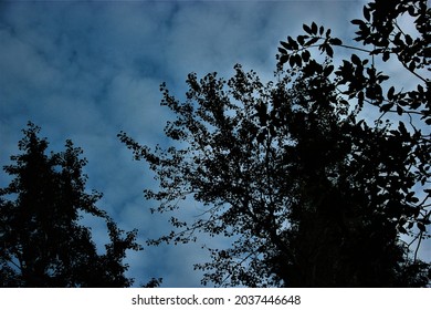 a tiny leaves on a trees