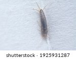 tiny lepisma saccharina insect crawling by the home corridor.
