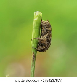 A tiny life that often goes unnoticed. The incredible detail of this beetle's body texture reveals the grandeur of nature's architecture, even in such a tiny creature. The contrast of its body color with the green of the leaves reminds us of the harmony of nature, that every living creature, no matter how small, has its own stage to shine.
