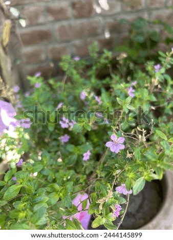 Tiny  light purple flowers . This is beautiful and baby flowers with cuteness . Its colour is light pinkish and purplish mixture of two colours.