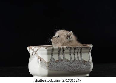 A tiny light-colored kitten sitting inside a wicker basket on a black background. Cute baby cat exploring and playing, perfect for pet, animal care, and adorable domestic kitten themes.