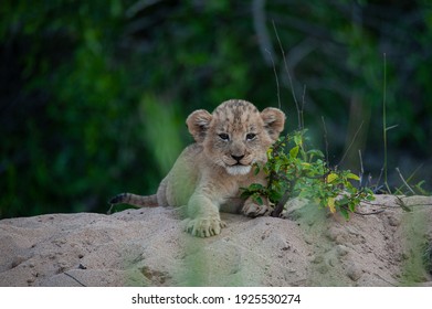 Lionne Et Lionceau Images Stock Photos Vectors Shutterstock