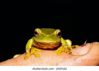 tiny litoria caerulea green tree frog on a finger