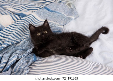 Tiny Little Kitten Looking Up While Relaxing on Bed
