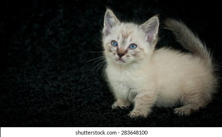 猫 マンチカン の画像 写真素材 ベクター画像 Shutterstock