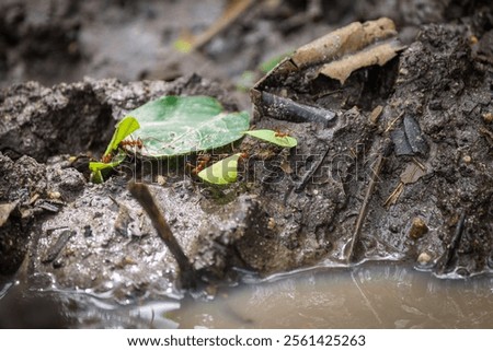 Tiny Little Red Fire Ants (Solenopsis invicta) working hard, nice close up shot, greyish rocks background	

