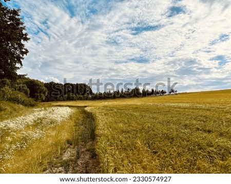 Tiny little road on the edge between golden wheat field and small meadow full of daisy flowers and dark green forest with summer cloudy blue sky in the background